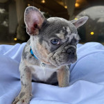 French bulldog