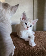 Devon Rex Skifla