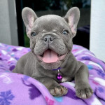 French bulldog