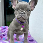 French bulldog