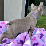 French bulldog