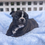 French bulldog