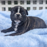 French bulldog