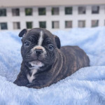 French bulldog
