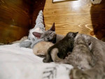 Devon Rex Skifla