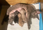 Devon Rex Skifla