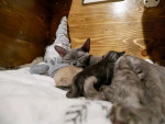 Devon Rex Skifla