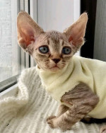 Devon Rex Skifla