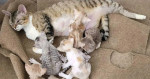 Devon Rex Skifla