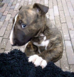 Bull Terrier puppies