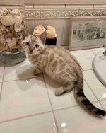 Adorable Bengal Kittens