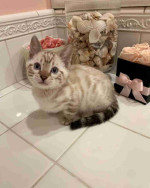Adorable Bengal Kittens