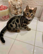 Adorable Bengal Kittens
