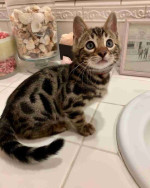 Adorable Bengal Kittens