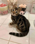 Adorable Bengal Kittens