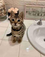 Adorable Bengal Kittens