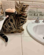 Adorable Bengal Kittens