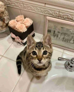 Adorable Bengal Kittens