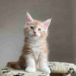 Mainecoon kitten's