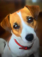 Jack Russell terriers
