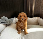 Poodle's for sale