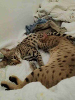 Buy Savannah kittens