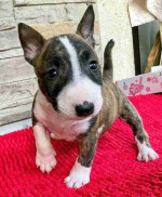Bull Terrier puppies for sale