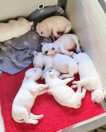 Bull Terrier puppies for sale