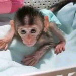 Adorable male and female capuchin monkeys