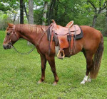 Gelding Horse for sale