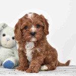 CAVAPOO - ( CHARLIE )10 WEEKS OLD MALE