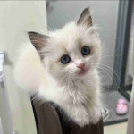 Ragdoll kitten
