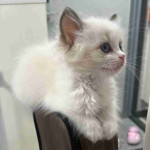 Ragdoll kitten