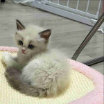 Ragdoll kitten