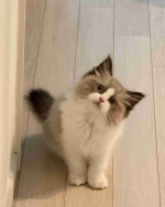 Ragdoll