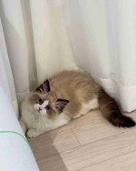 Ragdoll