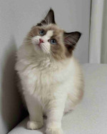 Ragdoll