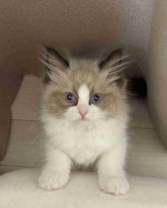 Ragdoll