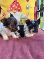 Parti Yorkie puppies