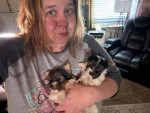 Parti Yorkie puppies