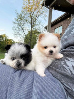 Lovely Pomeranian puppies Available