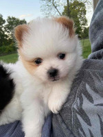 Lovely Pomeranian puppies Available