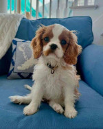 Adorable Cavalier King Charles Spaniel Puppies Available