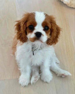 Adorable Cavalier King Charles Spaniel Puppies Available