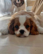 Adorable Cavalier King Charles Spaniel Puppies Available