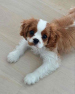 Adorable Cavalier King Charles Spaniel Puppies Available