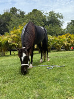 Lazy Lightning (aka) Zing (aka) Amazing