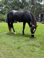 Lazy Lightning (aka) Zing (aka) Amazing