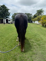 Lazy Lightning (aka) Zing (aka) Amazing