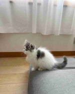 Domestic long haired cat